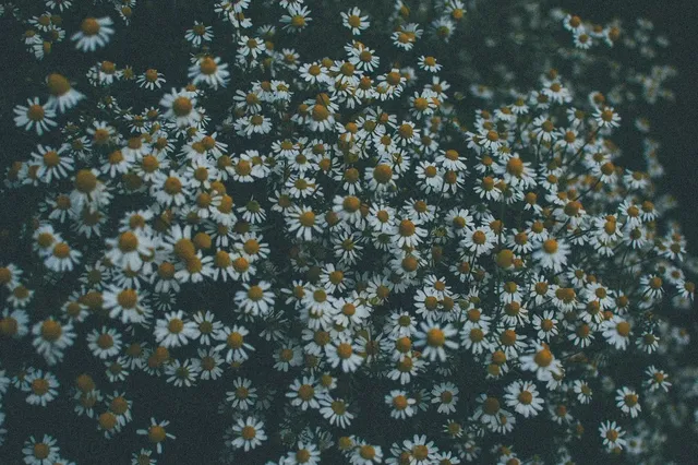 Daisy Scrunchie
