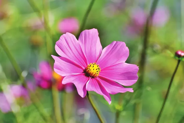 Pink Asymmetrical