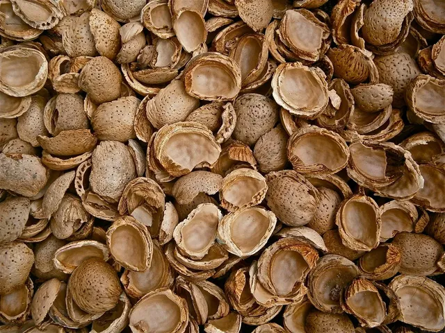 Veda Shell Necklace