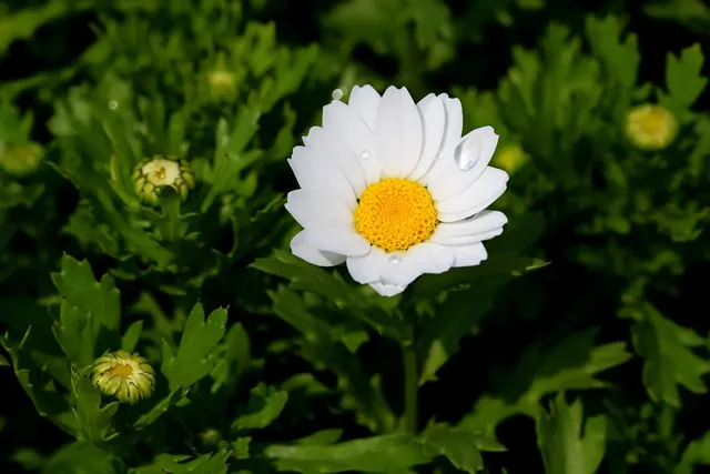 Daisy Scrunchie