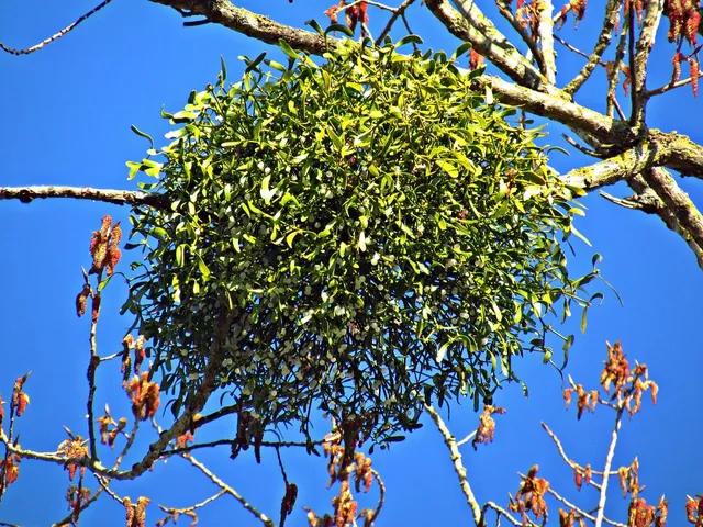 Under Mistletoe