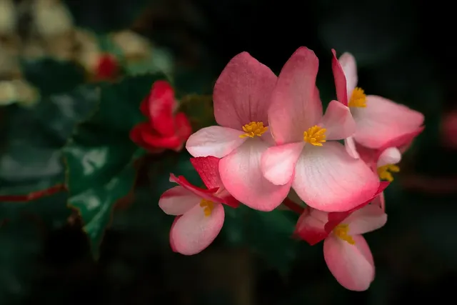 Begonia