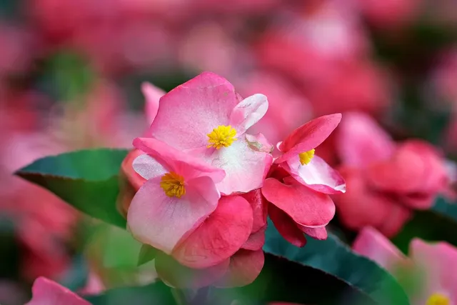 Begonia