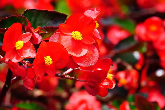 Begonia