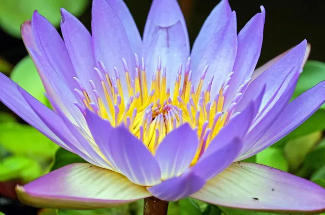 Purple Asymmetrical