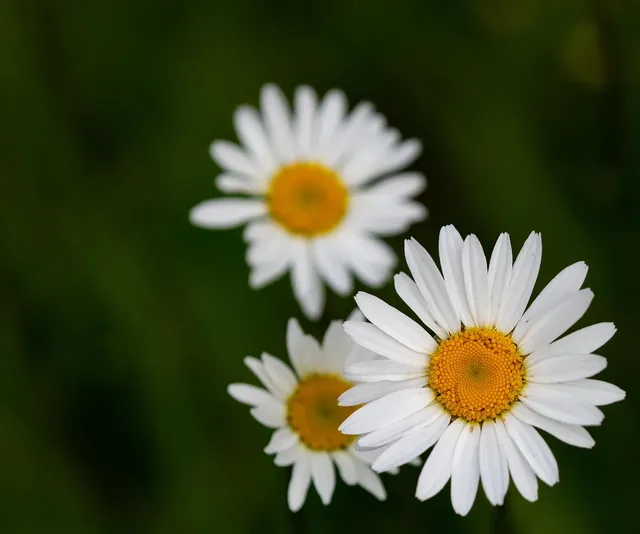 Daisy Scrunchie