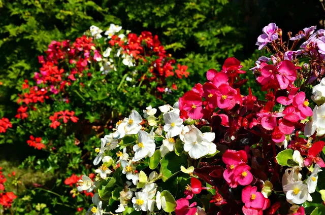 Begonia