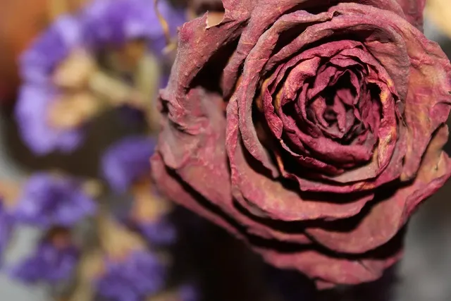 Rosea