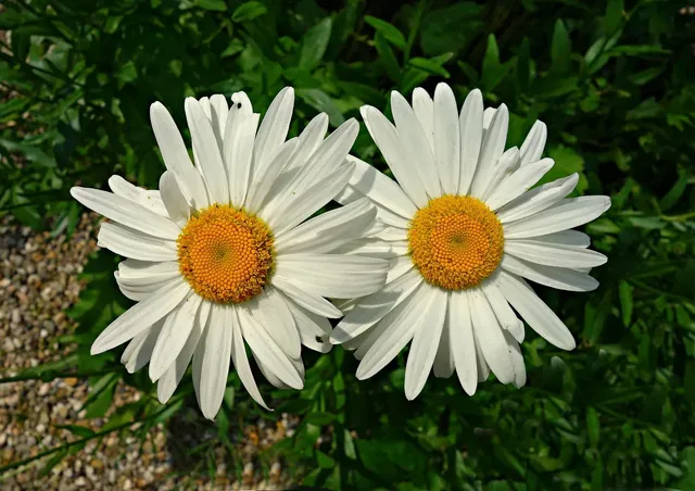 Daisy Scrunchie